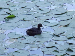Tachybaptus ruficollis