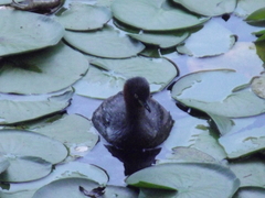 Tachybaptus ruficollis
