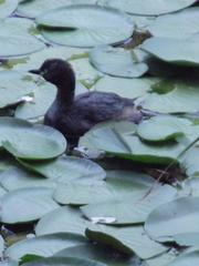 Tachybaptus ruficollis