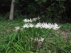 Lycoris × albiflora