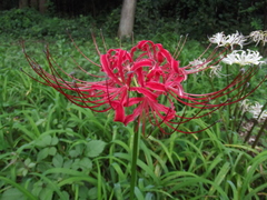Lycoris radiata