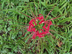 Lycoris radiata