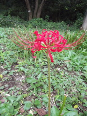 Lycoris radiata