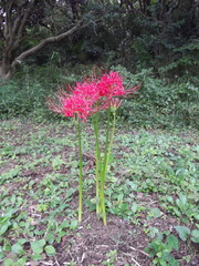 Lycoris radiata