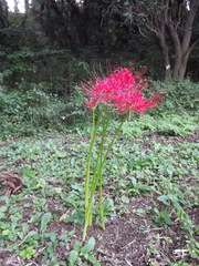 Lycoris radiata
