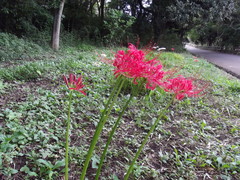 Lycoris radiata