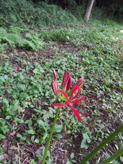 Lycoris radiata