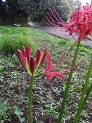 Lycoris radiata