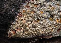 Antrodia heteromorpha