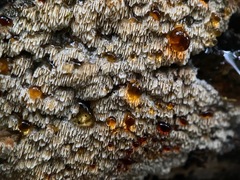 Antrodia heteromorpha