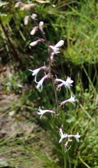 Cyphia tysonii