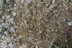 Stellaria crassifolia