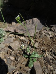 Crucihimalaya rupicola