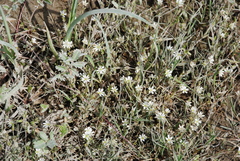 Stellaria crassifolia
