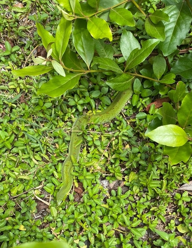 Green Night Adder