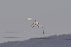 Platalea leucorodia