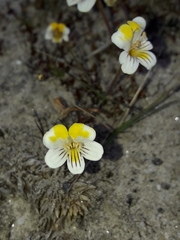 Euphrasia wettsteiniana