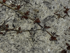 Euphrasia wettsteiniana