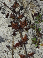 Euphrasia wettsteiniana