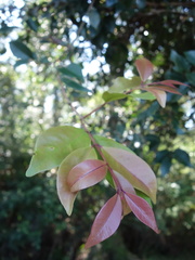 Syzygium formosanum