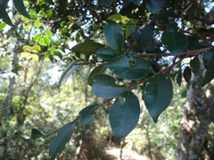 Syzygium formosanum
