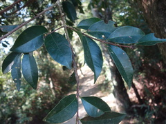 Syzygium formosanum