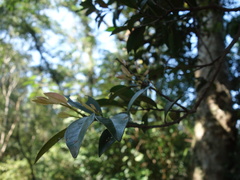 Syzygium formosanum