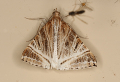 Phrataria replicataria