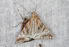 Phrataria replicataria