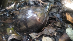 Cuora amboinensis couro