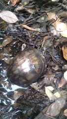 Cuora amboinensis couro