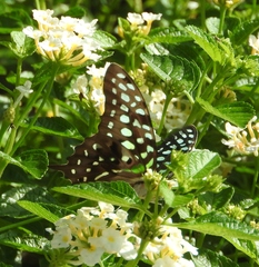 Graphium agamemnon