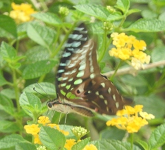 Graphium agamemnon