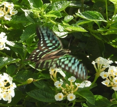 Graphium agamemnon