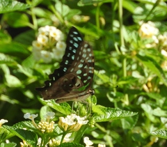 Graphium agamemnon