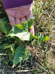 Blitum bonus-henricus