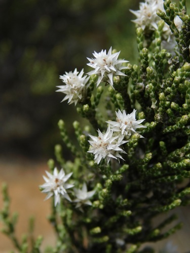 Image of Dolichothrix ericoides by (c) Rebecca Ryen-Stols, some rights reserved (CC BY-SA)