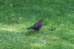 Turdus merula