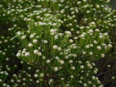 Phylica wittebergensis