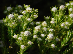 Phylica wittebergensis