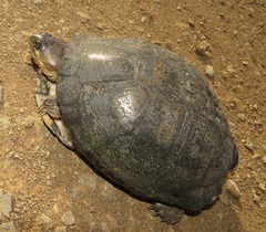 Pelusios castanoides