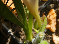 Babiana patula