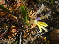 Babiana patula