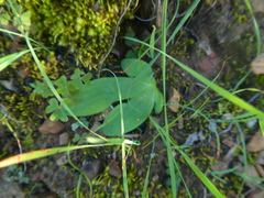 Freesia caryophyllacea