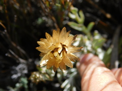 Syncarpha speciosissima
