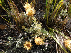 Syncarpha speciosissima