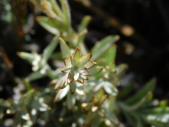 Syncarpha speciosissima