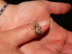 Microcerus
