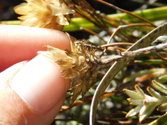 Syncarpha speciosissima