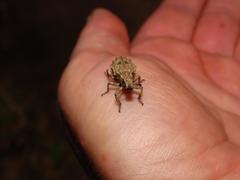 Microcerus